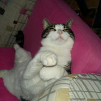 Tekir Kedi, Kedi  Duman fotoğrafı