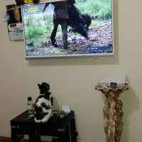 Tekir Kedi, Kedi  Duman fotoğrafı