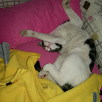 Tekir Kedi, Kedi  Duman fotoğrafı
