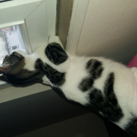 Tekir Kedi, Kedi  Duman fotoğrafı