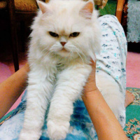 Tekir Kedi, Kedi  Duman fotoğrafı