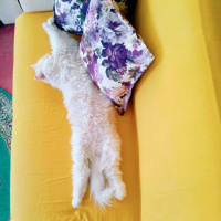 Tekir Kedi, Kedi  Duman fotoğrafı