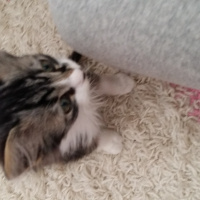 Tekir Kedi, Kedi  Duman fotoğrafı