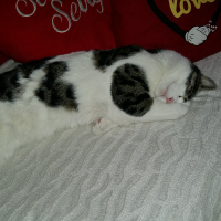 Tekir Kedi, Kedi  Duman fotoğrafı