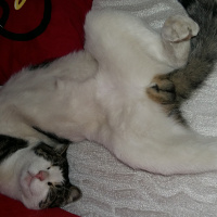 Tekir Kedi, Kedi  Duman fotoğrafı