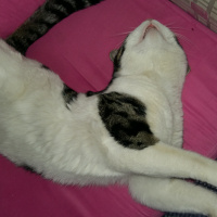 Tekir Kedi, Kedi  Duman fotoğrafı