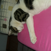 Tekir Kedi, Kedi  Duman fotoğrafı