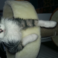 Tekir Kedi, Kedi  Duman fotoğrafı