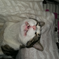 Tekir Kedi, Kedi  Duman fotoğrafı