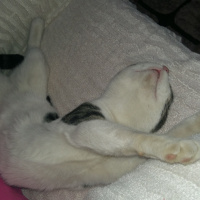 Tekir Kedi, Kedi  Duman fotoğrafı