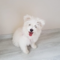 Maltese, Köpek  Shila fotoğrafı
