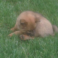 Chow Chow (çin Aslanı), Köpek  Tarçın fotoğrafı
