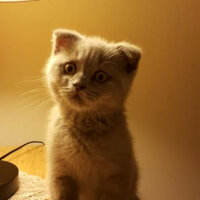 Scottish Fold, Kedi  Duman fotoğrafı