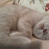 Scottish Fold, Kedi  Duman fotoğrafı