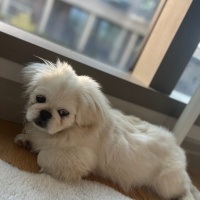 Pekingese, Köpek  Vine fotoğrafı