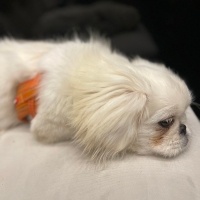 Pekingese, Köpek  Vine fotoğrafı