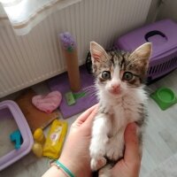 Tekir Kedi, Kedi  Asil fotoğrafı