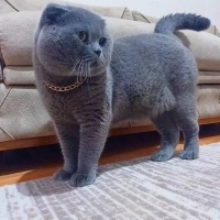 British Shorthair, Kedi  Gri fotoğrafı
