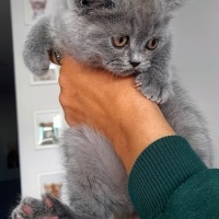 British Shorthair, Kedi  Gri fotoğrafı
