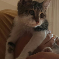 Tekir Kedi, Kedi  ZEYTİN fotoğrafı