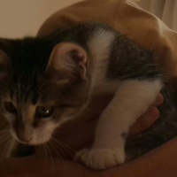 Tekir Kedi, Kedi  ZEYTİN fotoğrafı