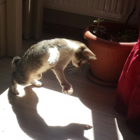 Tekir Kedi, Kedi  ZEYTİN fotoğrafı