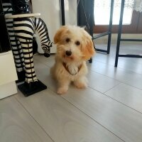 Bichon Havanese, Köpek  BAL fotoğrafı