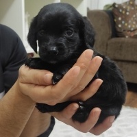 Labrador Retriever, Köpek  Pars. Labrador fino fotoğrafı