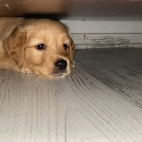 Golden Retriever, Köpek  Milka fotoğrafı