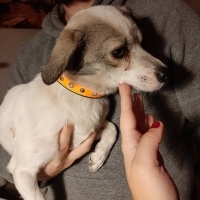 Chihuahua, Köpek  Fındık fotoğrafı