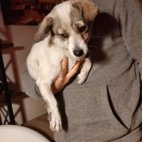 Chihuahua, Köpek  Fındık fotoğrafı