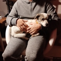 Chihuahua, Köpek  Fındık fotoğrafı
