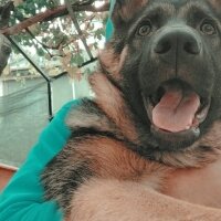 Alman Çoban Köpeği, Köpek  Lina fotoğrafı