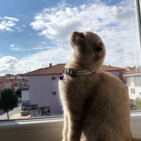 Scottish Fold, Kedi  Rose fotoğrafı