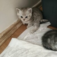 British Shorthair, Kedi  alfa fotoğrafı