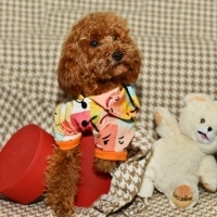 Poodle (Minyatür Kaniş), Köpek  şans fotoğrafı