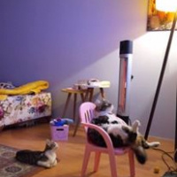 Tekir Kedi, Kedi  köfte fotoğrafı