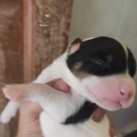 Pointer, Köpek  Bella ve yavruları fotoğrafı