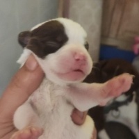 Pointer, Köpek  Bella ve yavruları fotoğrafı