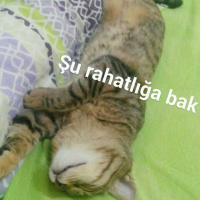 Tekir Kedi, Kedi  Paşa fotoğrafı