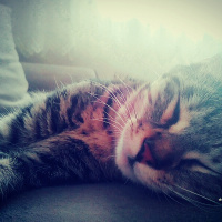 Tekir Kedi, Kedi  Paşa fotoğrafı