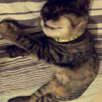 Tekir Kedi, Kedi  Paşa fotoğrafı