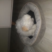 Maltese, Köpek  Luns fotoğrafı