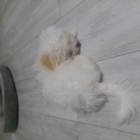 Maltese, Köpek  Luns fotoğrafı