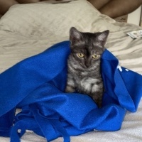 Bombay, Kedi  Ponçik fotoğrafı