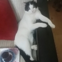 Tekir Kedi, Kedi  Rıfkı fotoğrafı