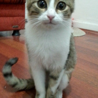 Tekir Kedi, Kedi  selo fotoğrafı