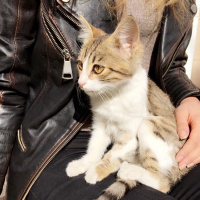 Tekir Kedi, Kedi  selo fotoğrafı