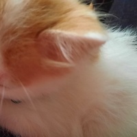 Soke, Kedi  Kumsal fotoğrafı