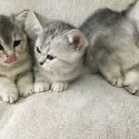 British Shorthair, Kedi  3 Ponçik Yavru Kaldı - Yetişen Alır fotoğrafı